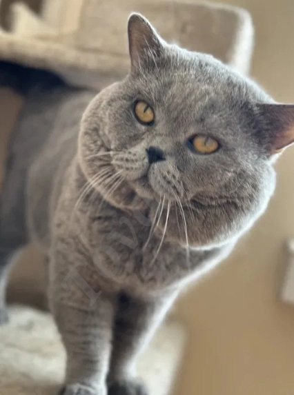 Британский короткошёрстный