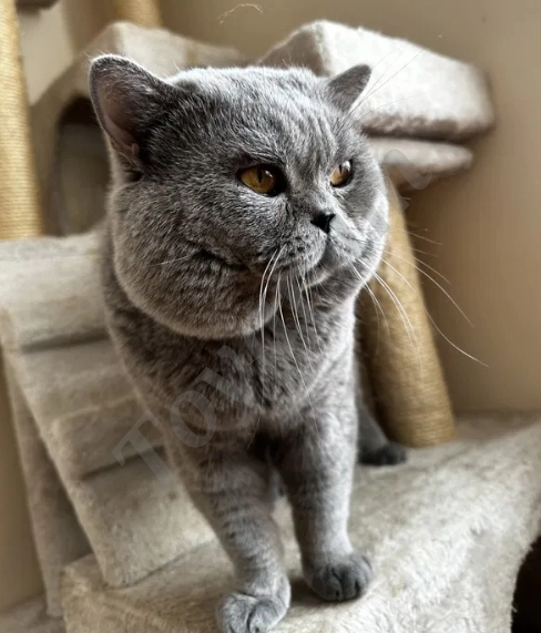 Британский короткошёрстный