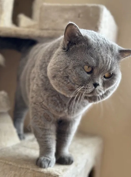 Британский короткошёрстный