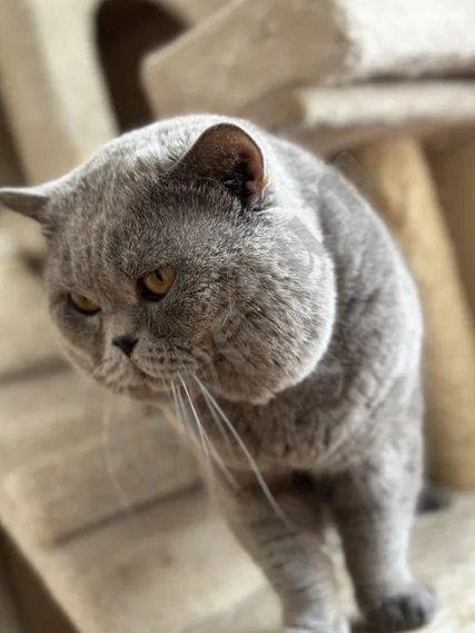 Британский короткошёрстный