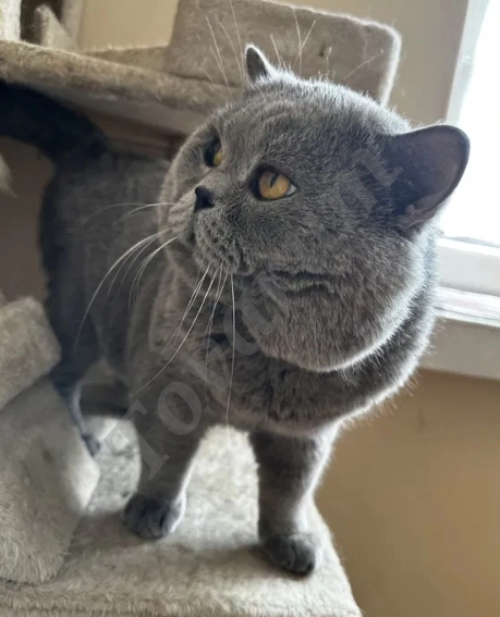 Британский короткошёрстный